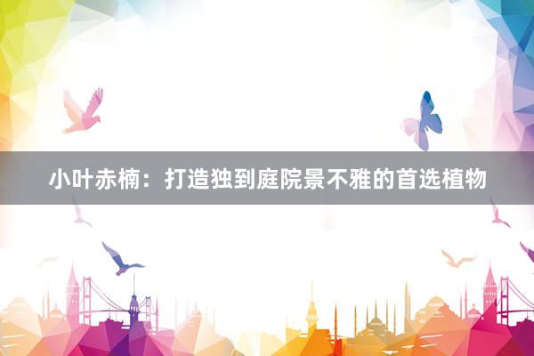 小叶赤楠：打造独到庭院景不雅的首选植物